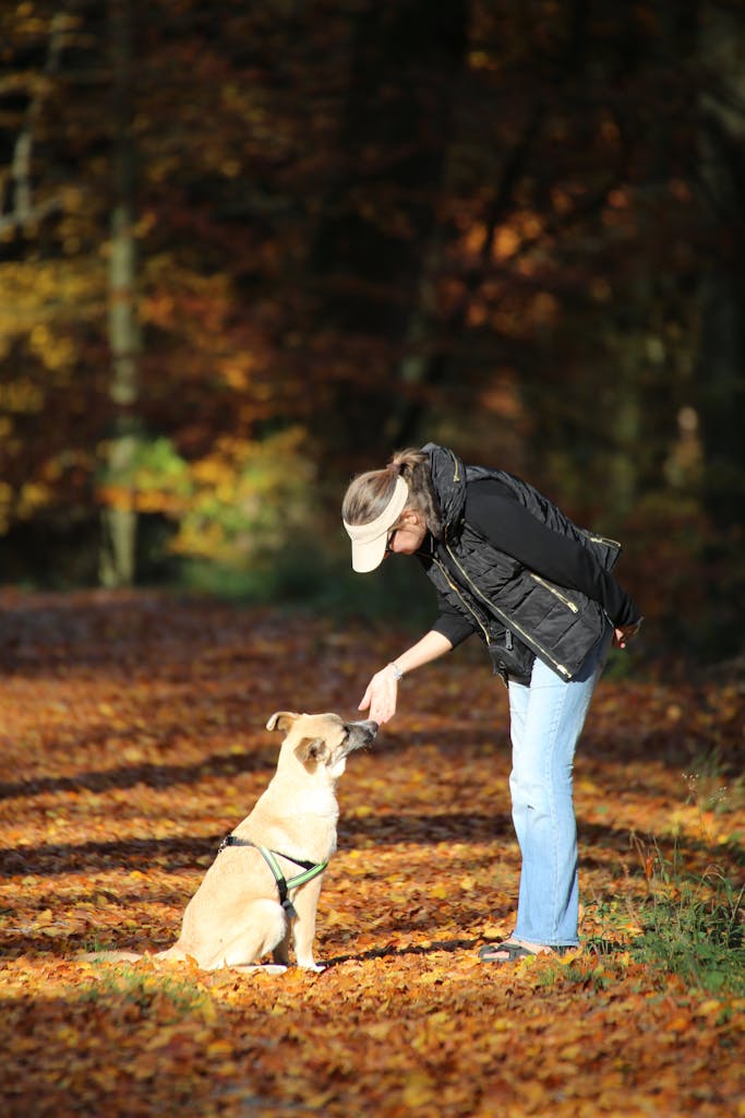 A woman interacts with her dog on a sunlit forest path covered in autumn leaves.